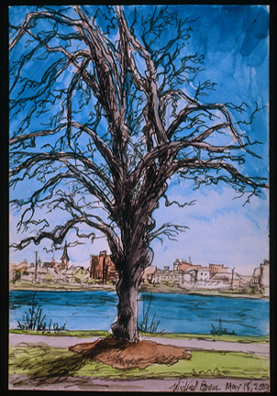Back Bay Tree