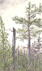 Blueberry Ledges Trail