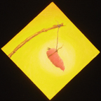 Carrot Ahead