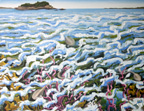 Underwater Allegory