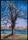 Back Bay Tree