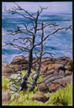Cliff Trail near Christmas Cove