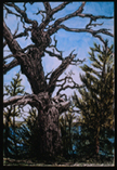 Dead Mackworth Tree