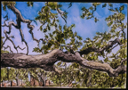 View from Longfellow Arboretum