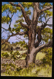 Gilsland Tree