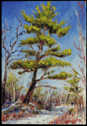 winter pine